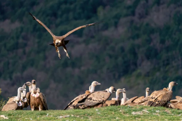 Avvoltoi Grifoni Che Atterrano Terra Altri Avvoltoi Rampicanti — Foto Stock