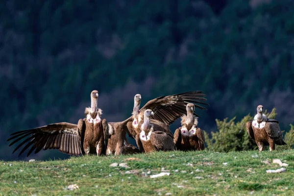 Avvoltoi Grifoni Appollaiati Terra Ali Aperte — Foto Stock