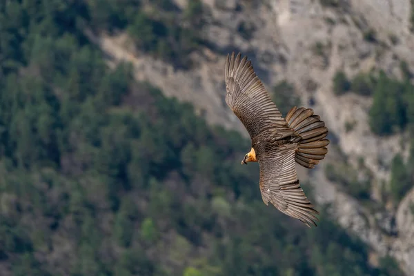 Adult Bearded Vulture Vliegen Met Berg Achtergrond — Stockfoto
