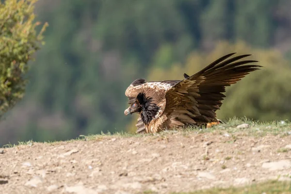 Νεαρός Γυπαετός Σκαρφαλωμένος Στον Ορίζοντα Ανοιχτά Φτερά — Φωτογραφία Αρχείου