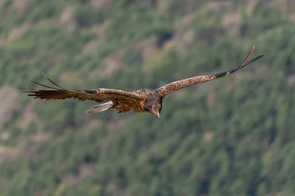 Jonge Baardgier Vliegend Met Open Bruine Vleugels — Stockfoto