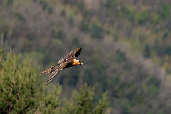 Volwassen Baardgier Vliegend Met Open Bruine Vleugels — Stockfoto