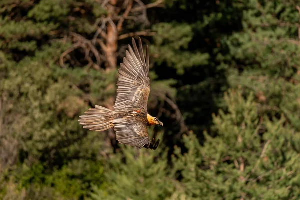 Adult Bearded Vulture Vliegende Met Bruine Open Vleugels — Stockfoto