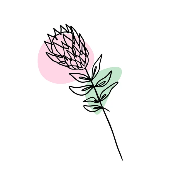 Einzeilige Zeichnung Von Protea Blüten Und Abstrakten Formen Auf Weißem — Stockvektor