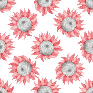 Suluboya protea çiçekleri ile kusursuz desen. Beyaz arkaplanda Boho çiçek deseni