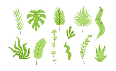 Soyut yeşil egzotik bitki ve yapraklar seti. Düz vektör çiçek koleksiyonu