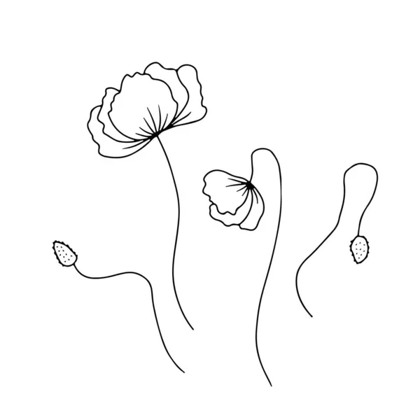 Flores Papoula Desenhadas Mão Ilustrações Conjunto Isolado Fundo Branco Doodles — Vetor de Stock