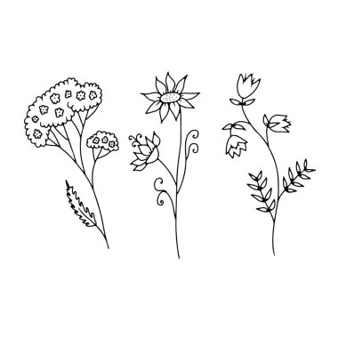 Beyaz arka planda izole edilmiş el çizimi yabani çiçek çizimleri. Minimalist çiçekli karalamalar.