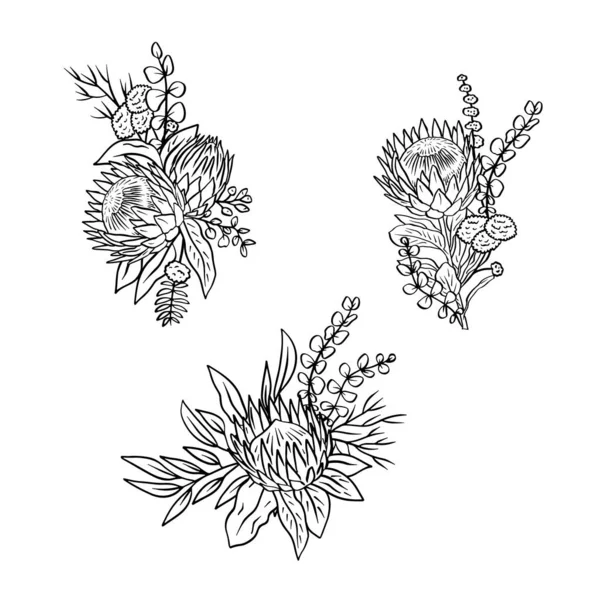 Ensemble Bouquets Fleurs Feuilles Protéa Tropicale Monochrome Composition Florale Boho — Image vectorielle