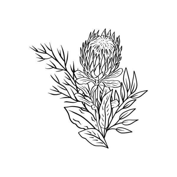 Monochrome Tropical Protea Flowers Leaves Bouquet Boho Floral Composition — Stock Vector