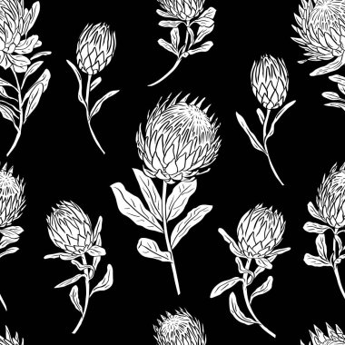 Siyah beyaz desenli, çizgili, protea çiçekli. Tek renkli tropikal çiçek arkaplanı.