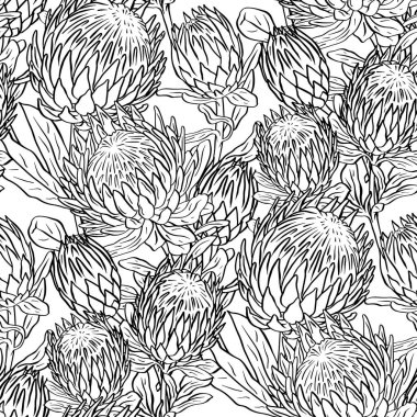 Siyah beyaz desenli, çizgili, protea çiçekli. Tek renkli tropikal çiçek arkaplanı.