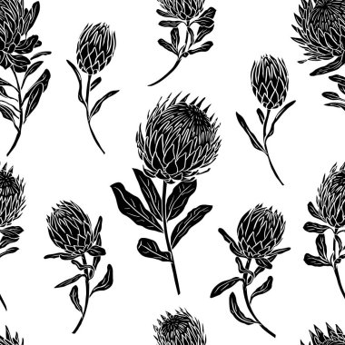 Siyah beyaz desenli, çizgili, protea çiçekli. Tek renkli tropikal çiçek arkaplanı.