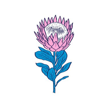 Protea çiçeği siyah çizgi sanatı beyaz arkaplanda izole