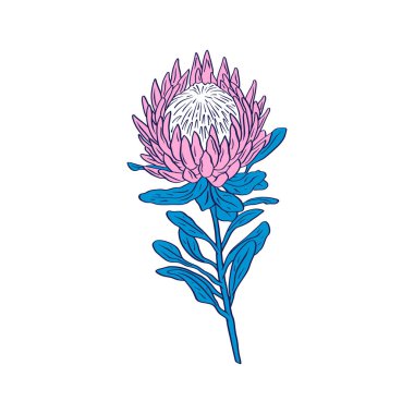 Protea çiçeği siyah çizgi sanatı beyaz arkaplanda izole