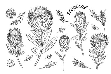 Siyah beyaz çizgili tropik protea çiçekleri seti. Tek renkli çiçek koleksiyonu..