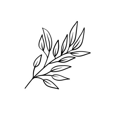 Okaliptüs dalı siyah çizgi sanatı beyaz arkaplanda izole edildi