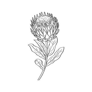 Protea çiçeği siyah çizgi sanatı beyaz arkaplanda izole