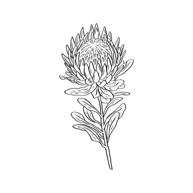 Protea çiçeği siyah çizgi sanatı beyaz arkaplanda izole