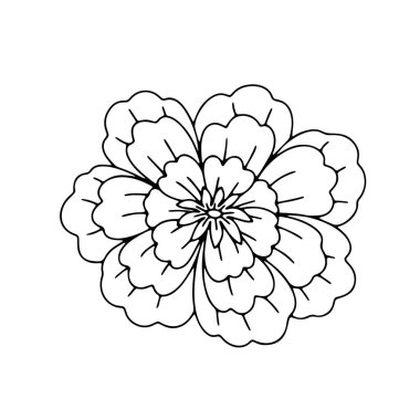 Beyaz arka planda izole edilmiş tek renkli siyah-beyaz çin çiçekleri. Soyut el çizimi botanik klipsi sanat öğesi.