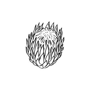 Protea çiçeği siyah çizgi sanatı beyaz arkaplanda izole
