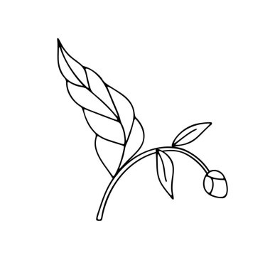 Beyaz arka planda izole edilmiş tek renkli siyah-beyaz çin çiçekleri. Soyut el çizimi botanik klipsi sanat öğesi.