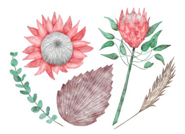 Protea çiçeği ve çiçek seti suluboya stili vektör çizimleri, palmiye yaprağı ve okaliptüs dalı. Beyaz arka planda izole tropikal bitki örtüsü