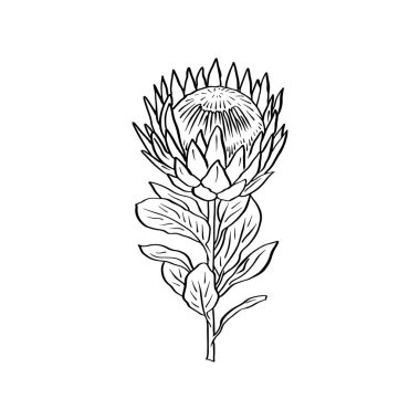 Protea çiçeği siyah çizgi sanatı beyaz arkaplanda izole