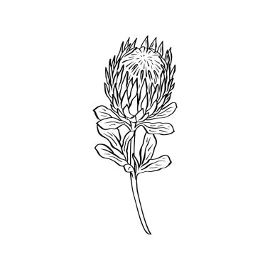 Protea çiçeği siyah çizgi sanatı beyaz arkaplanda izole
