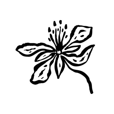 Beyaz üzerine izole edilmiş mürekkep rengi soyut çiçek çizimi. Siyah çizgili minimalist karalama çiçeği sanatı. El çizimi botanik çizimi