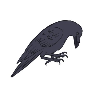 Beyaz arka planda el çizimi mürekkepli çizim tarzı kuzgun ya da karga var. Gizemli siyah kuş