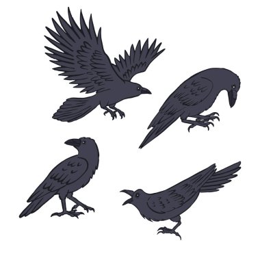 Beyaz arka planda el çizimi mürekkep stili kuzgunlar ya da kargalar var. Gizemli siyah kuşlar demet halinde