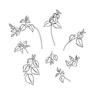 Beyaz arka planda el yapımı mürekkepli ısırgan otları. Şifalı bitkiler serisi