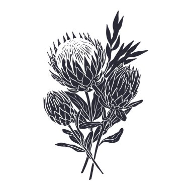 Siyah tropikal protea çiçekleri ve yaprakların silueti. Boho çiçekli monokrom kompozisyonu beyaz arkaplanda izole