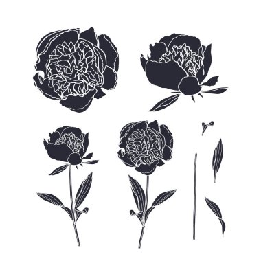 Beyaz arka planda siyah, şakayık çiçekleri ve yapraklardan oluşan siluetler. El çizimi çiçek deseni tasarımı