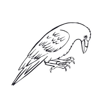 Beyaz arka planda el çizimi mürekkepli çizim tarzı kuzgun ya da karga var. Mistik siyah beyaz kuş yürüyor