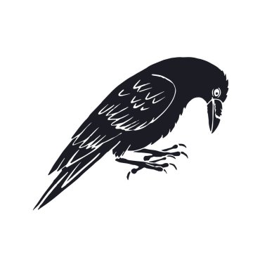 Beyaz arka planda el çizimi mürekkepli çizim tarzı kuzgun ya da karga var. Mistik siyah beyaz kuş yürüyor