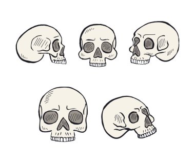 El çizimi sanat eserleri beyaz arka planda izole edilmiş insan kafatası. İskelet kafa demeti dizayn eder