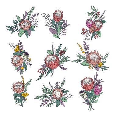 Siyah çizgili, tropikal protea çiçekleri ve çiçek demetleri. Boho çiçek kompozisyonları beyaz arkaplanda izole edilmiş.