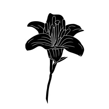 Zambak tomurcuğunun saplı ve yaprak kesimli siyah silueti. Tek renkli doğum ayı mayıs çiçeği. Botanik vektör çizimi beyaza izole edildi.