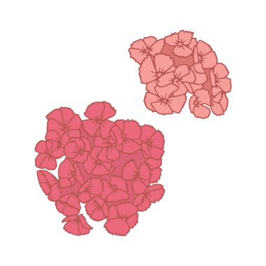 El çizimi sanat eseri. Beyaz arka planda izole edilmiş pembe William Çiçeği. Dianthus, botanik vektör illüstrasyonunu açar