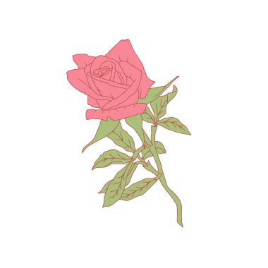 El çizimi sanat pembe gül çiçeği beyaz arka planda izole. Romantik botanik vektör çizimi