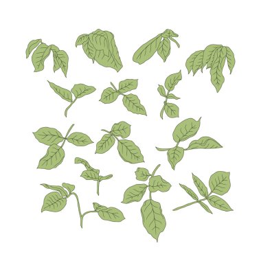 El çizimi sanat pembe gül çiçeği beyaz arka planda izole. Klasik romantik botanik vektör çizimi