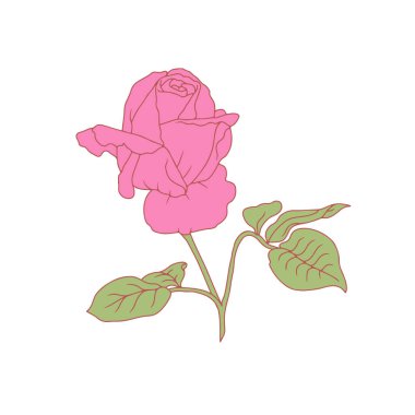 El çizimi sanat pembe gül çiçeği beyaz arka planda izole. Romantik botanik vektör çizimi