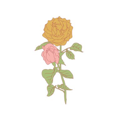 El çizimi sanat eseri sarı gül çiçeği beyaz arka planda izole. Romantik botanik vektör çizimi