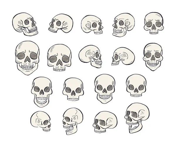 El çizimi sanat eserleri beyaz arka planda izole edilmiş insan kafatası. İskelet kafa demeti dizayn eder