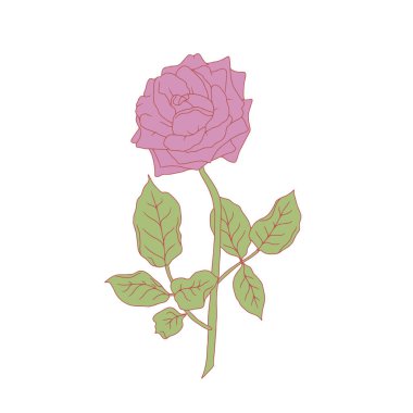 El çizimi sanat eseri, beyaz arka planda izole edilmiş mor gül çiçeği. Romantik botanik vektör çizimi