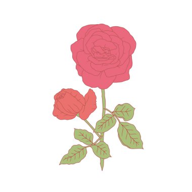 El çizimi sanat pembe gül çiçeği beyaz arka planda izole. Romantik botanik vektör çizimi