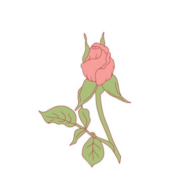 El çizimi sanat pembe gül çiçeği beyaz arka planda izole. Romantik botanik vektör çizimi