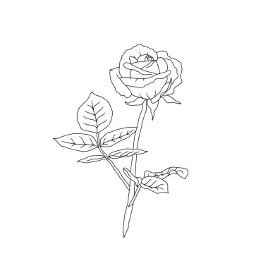 El çizimi siyah ve beyaz çizgili, beyaz arka planda yaprakları olan bir gül çiçeği. Romantik botanik vektör çizimi